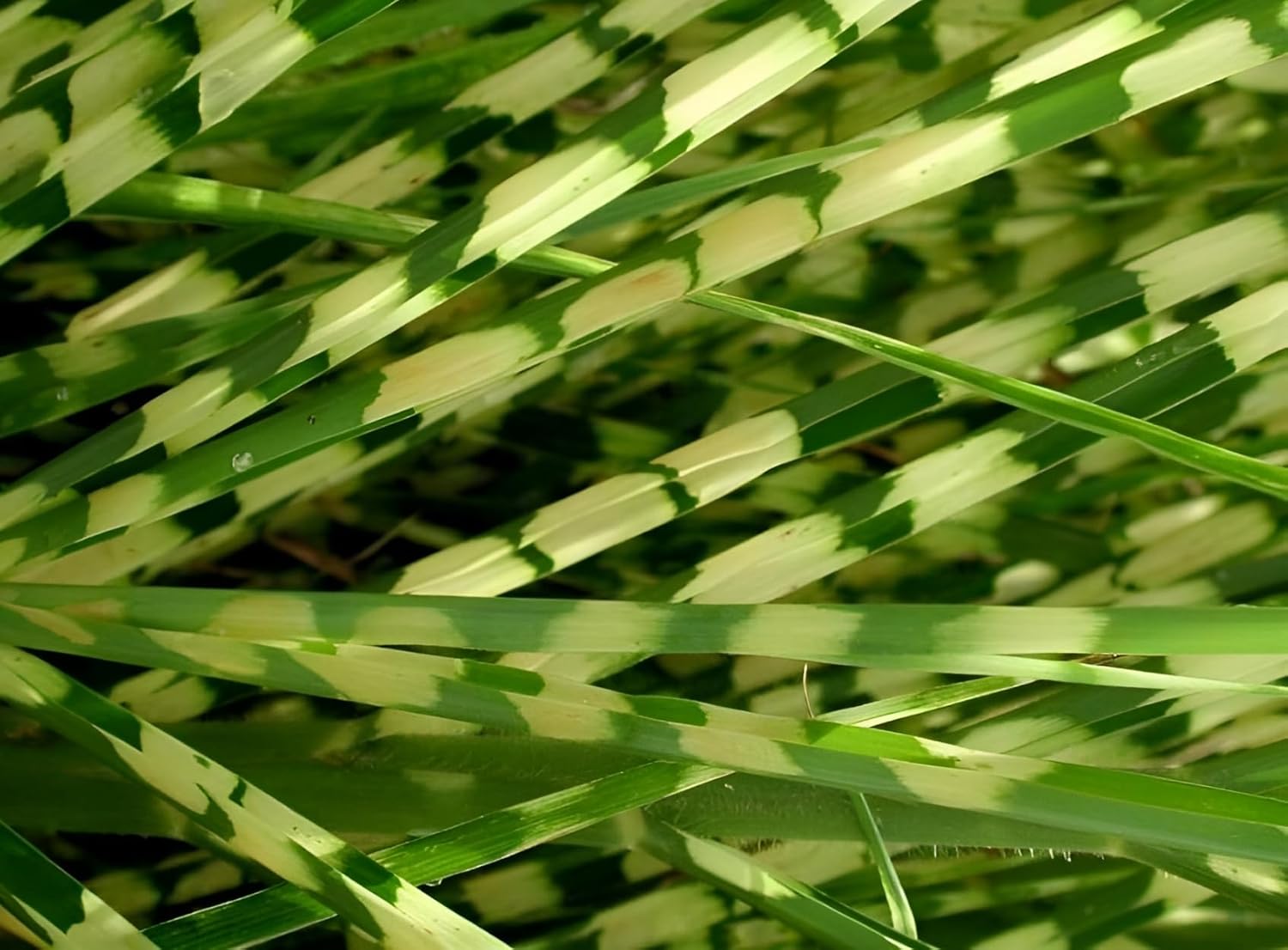 Miscanthus sinensis 'Giraffe' / Zebra Chinaschilf