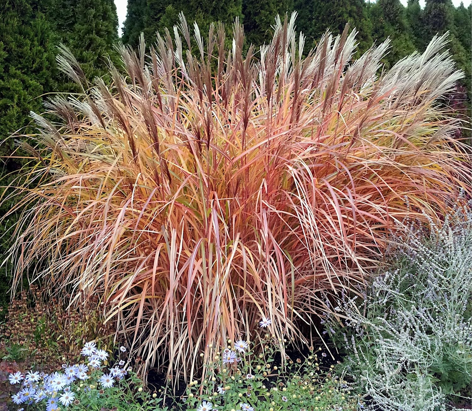 Miscanthus sinensis 'Goliath' / Großes Chinaschilf