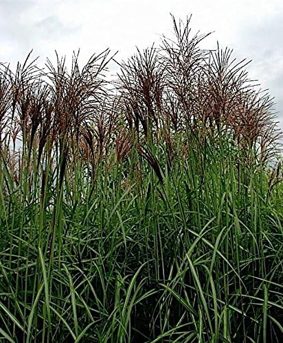 Miscanthus sinensis 'Goliath' / Großes Chinaschilf