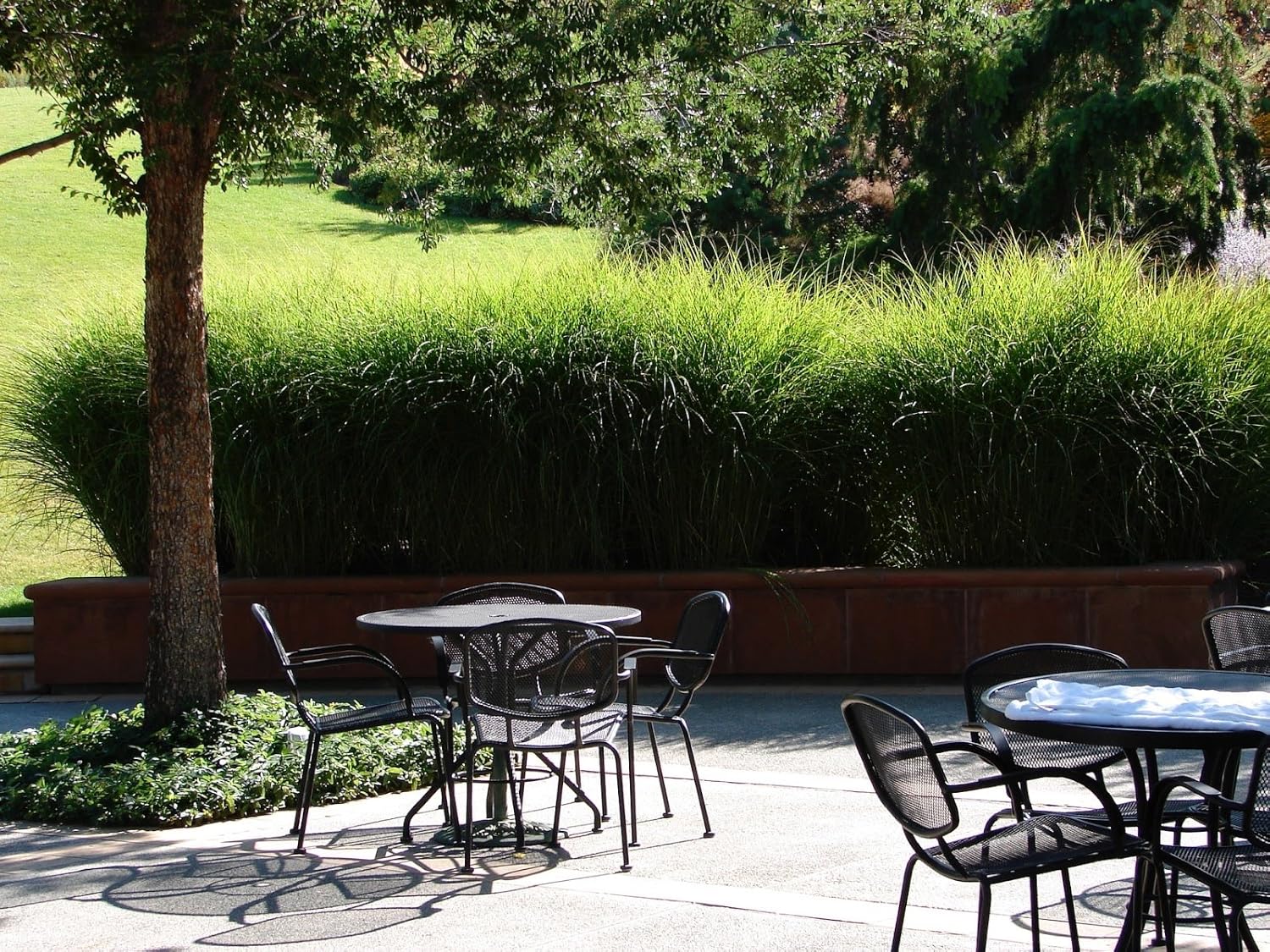 Miscanthus sinensis 'Gracillimus' / Chinaschilf