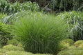 Ziergras Miscanthus sinensis 'Gracillimus' in XXL Topf, Stauden Gänge, mit feinen, länglichen Blättern und silbrigen Schilfähren