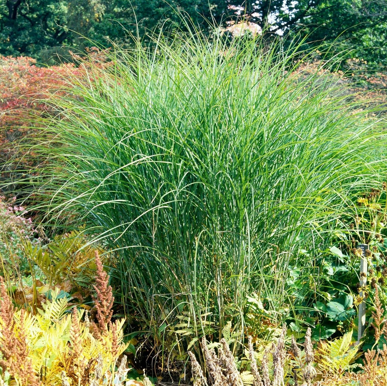 Miscanthus sinensis 'Gracillimus Nana' / Kleines Chinaschilf