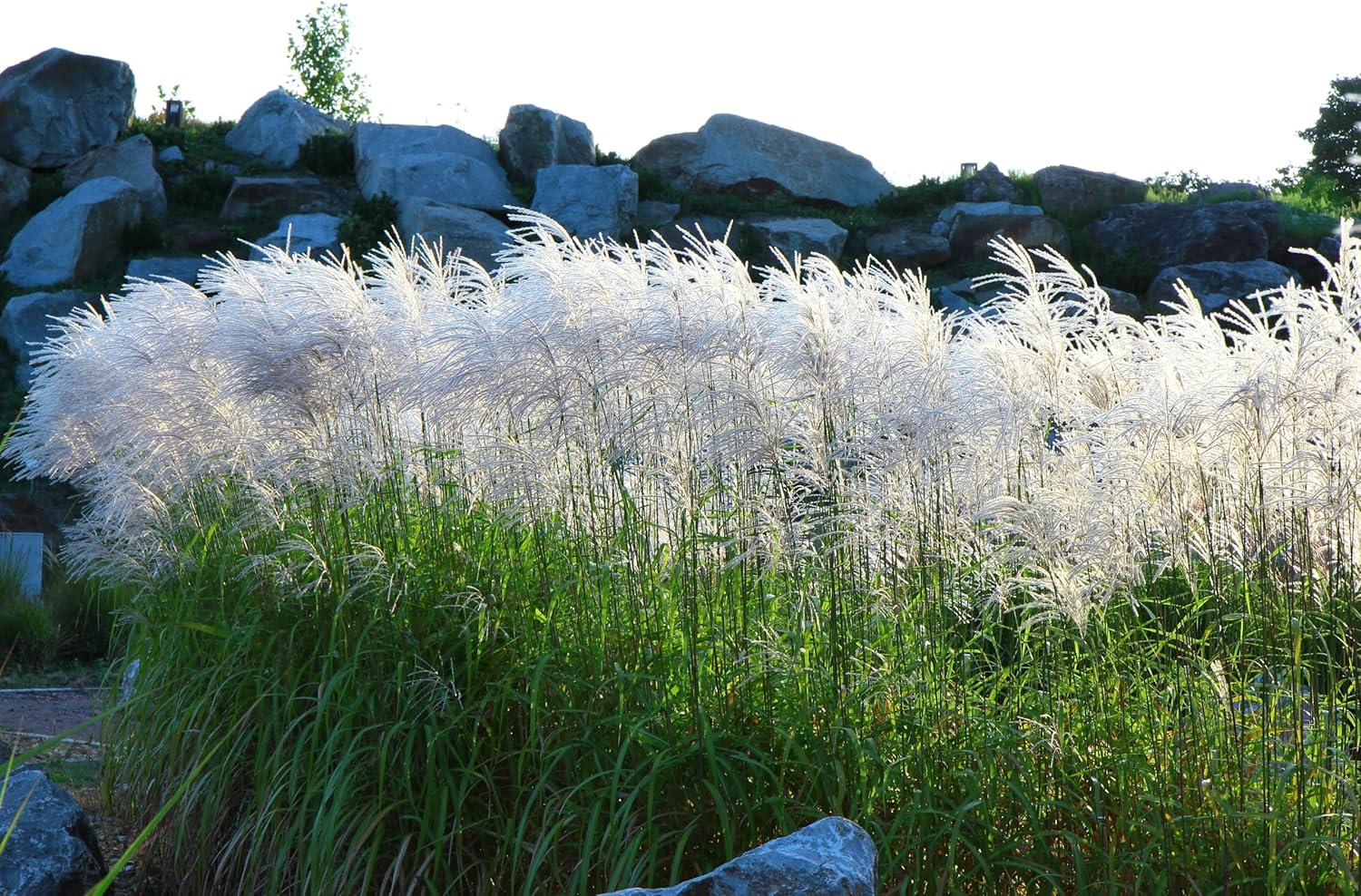 Miscanthus sinensis 'Graziella' / Chinaschilf