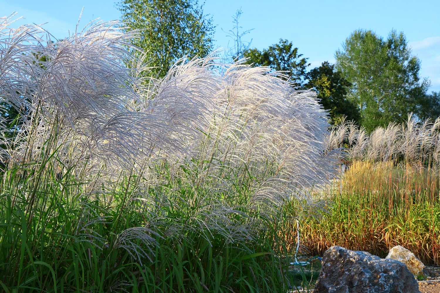 Miscanthus sinensis 'Graziella' / Chinaschilf