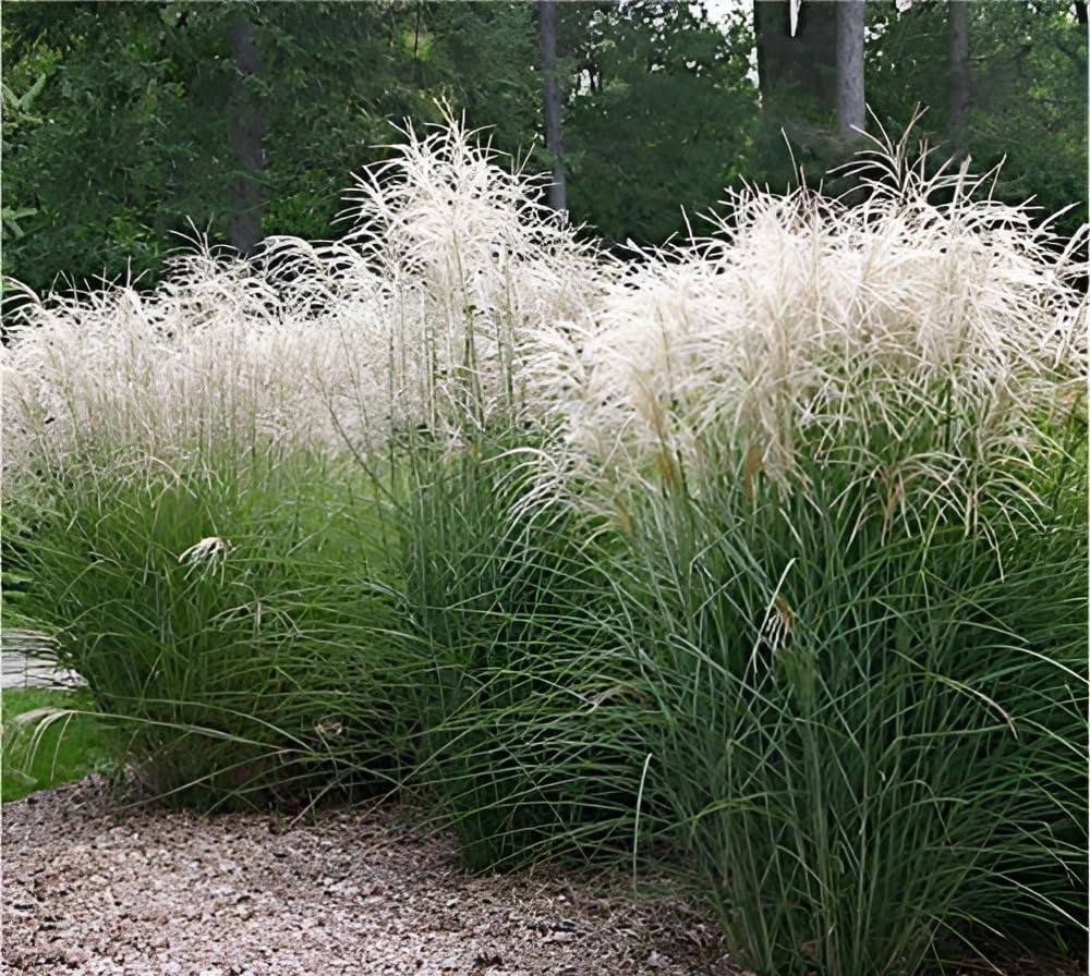 Miscanthus sinensis 'Graziella' / Chinaschilf