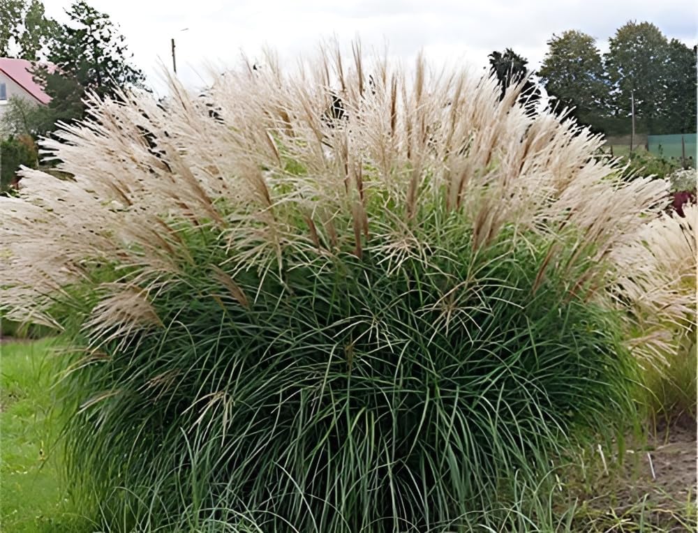 Miscanthus sinensis 'Hermann Müssel' / Chinaschilf