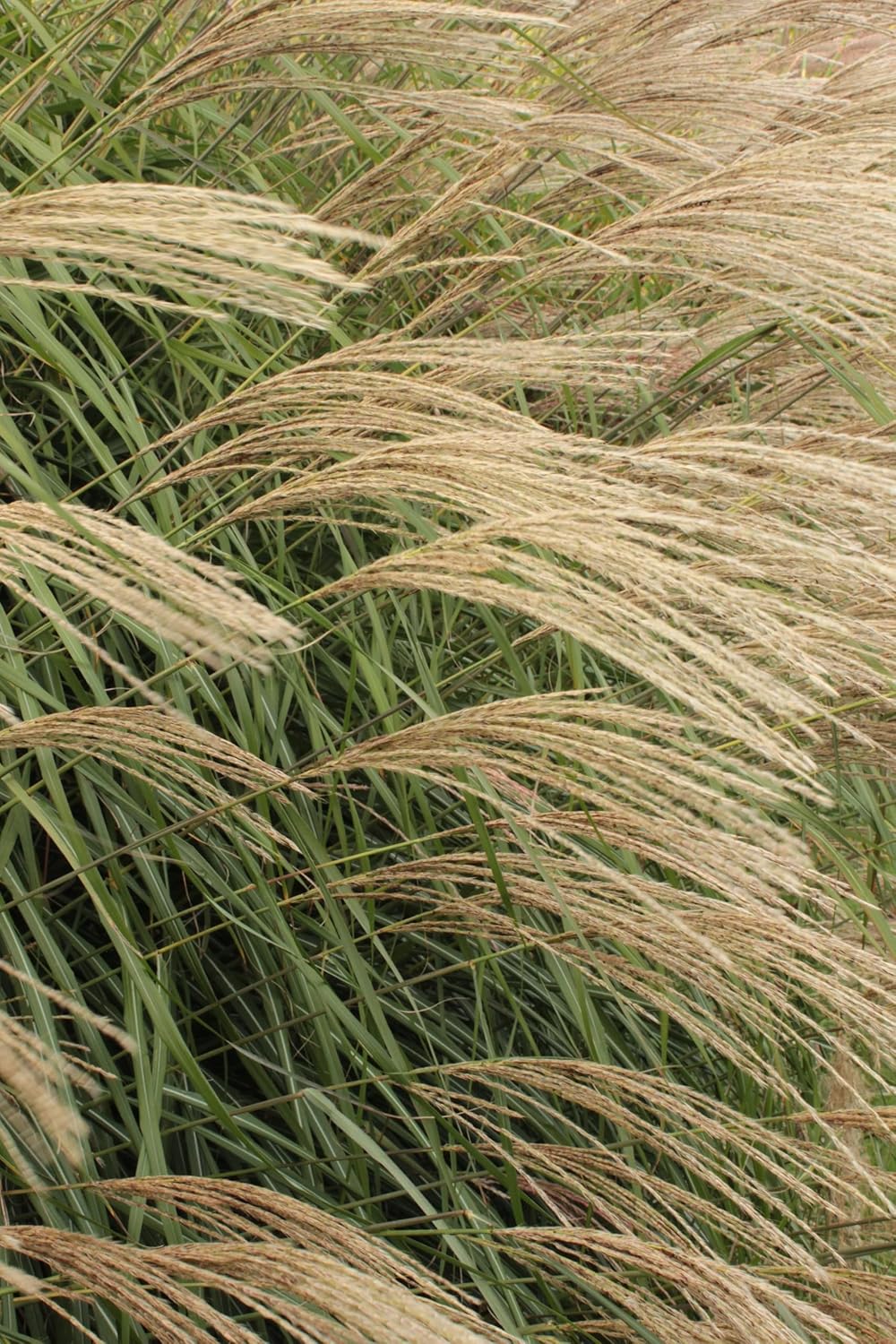 Miscanthus sinensis 'Hermann Müssel' / Chinaschilf