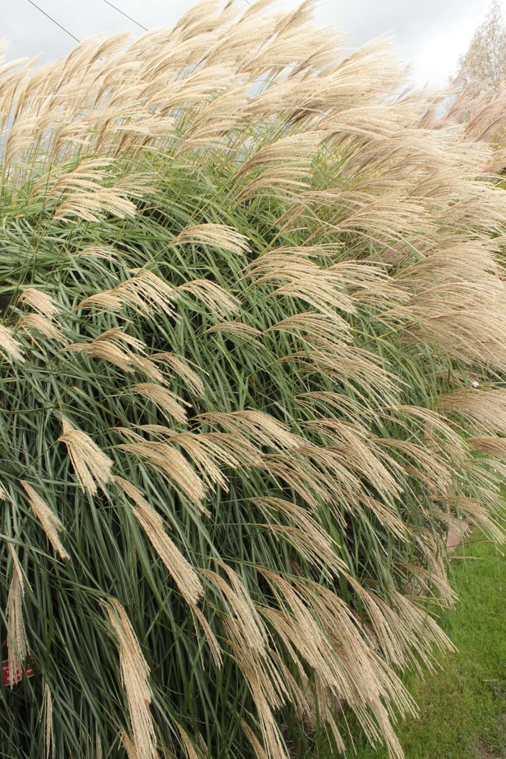 Miscanthus sinensis 'Hermann Müssel' / Chinaschilf