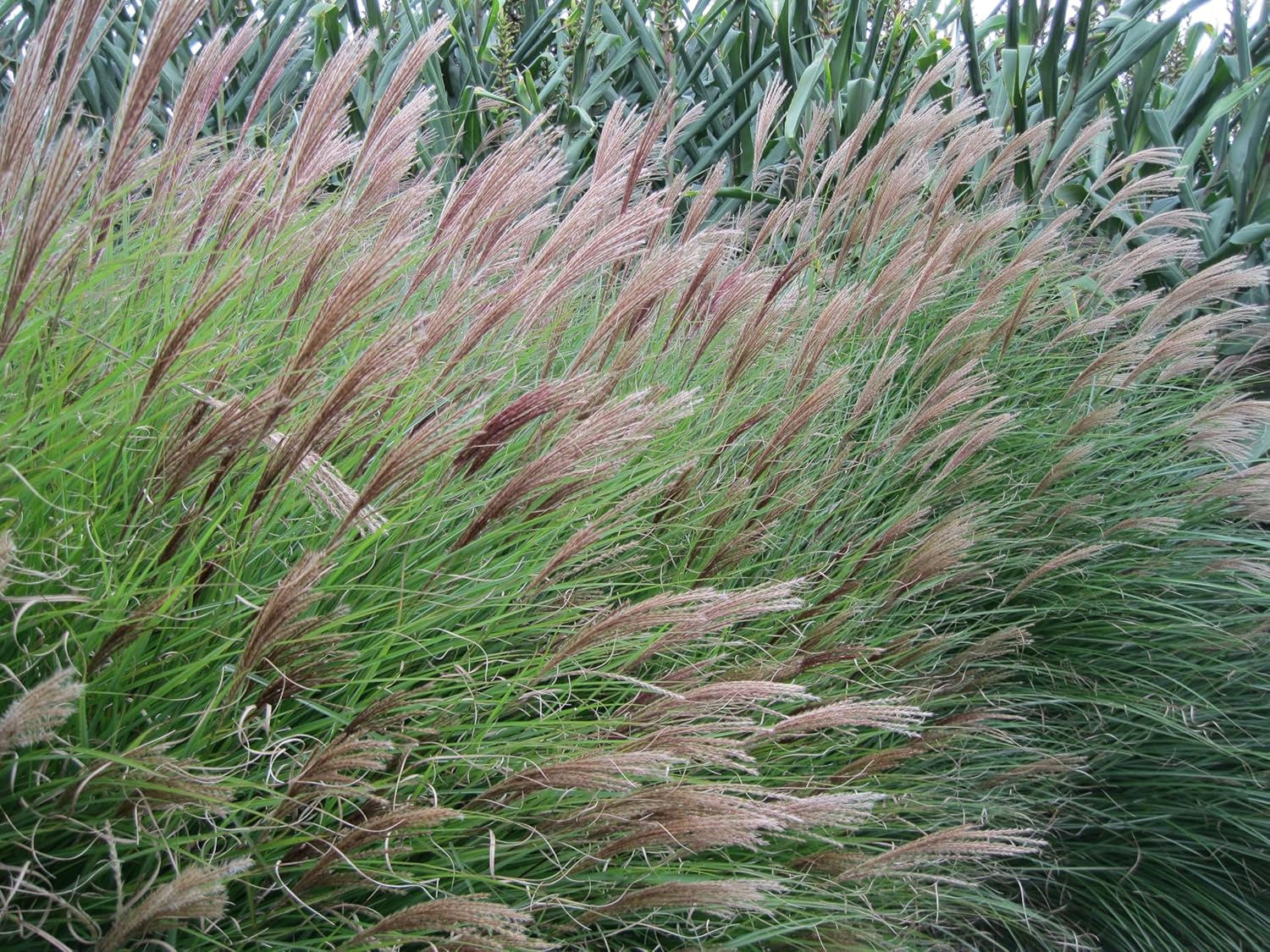 Miscanthus sinensis 'Hermann Müssel' / Chinaschilf
