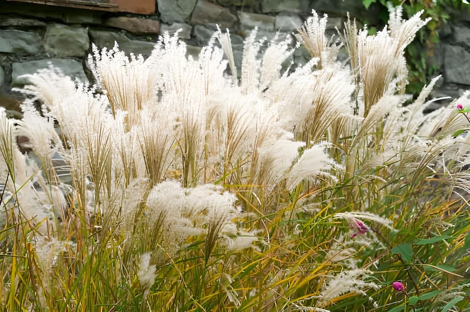 Miscanthus sinensis 'Kleine Fontäne' / Chinaschilf