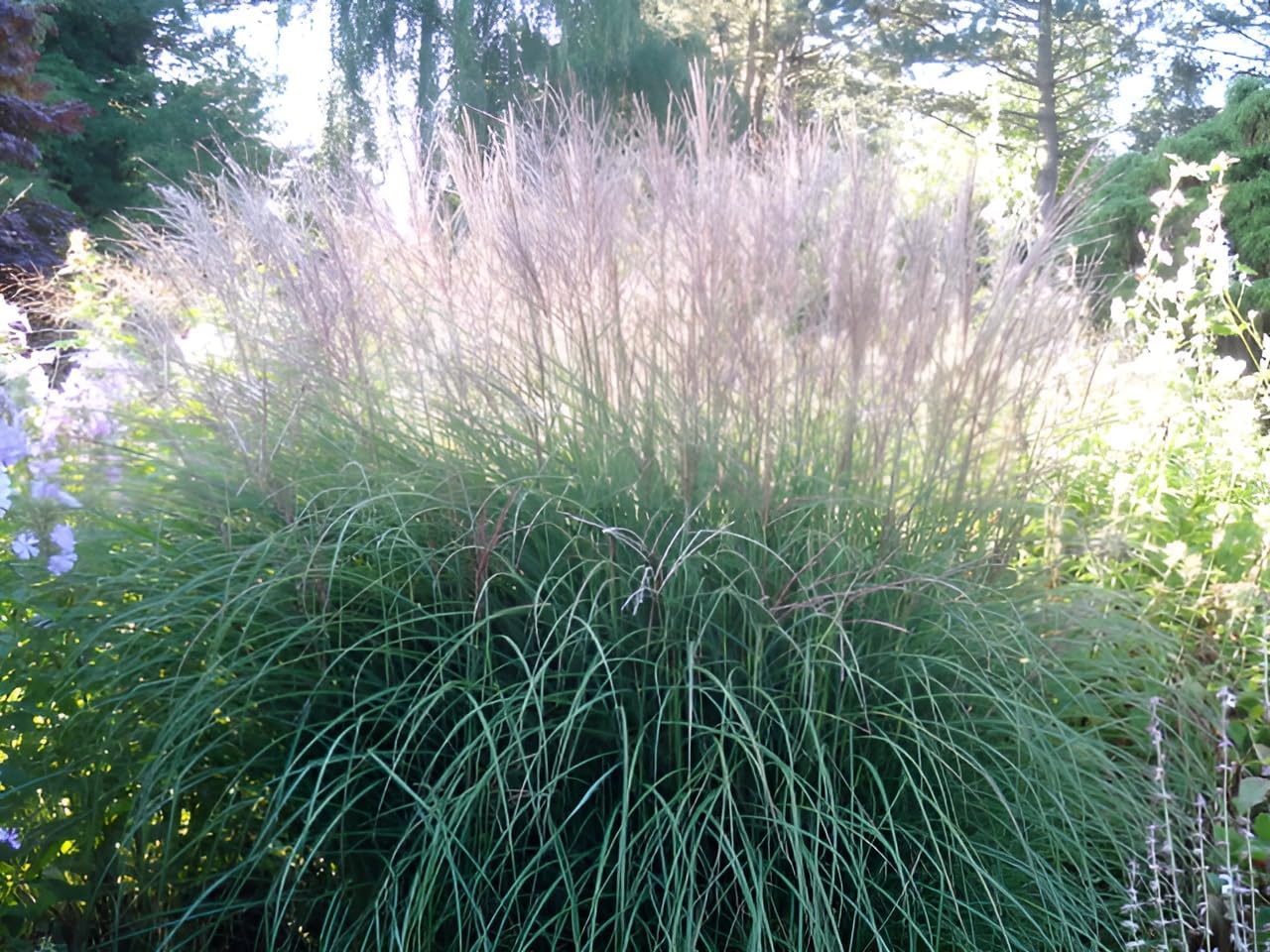 Miscanthus sinensis 'Kleine Silberspinne' / Chinaschilf