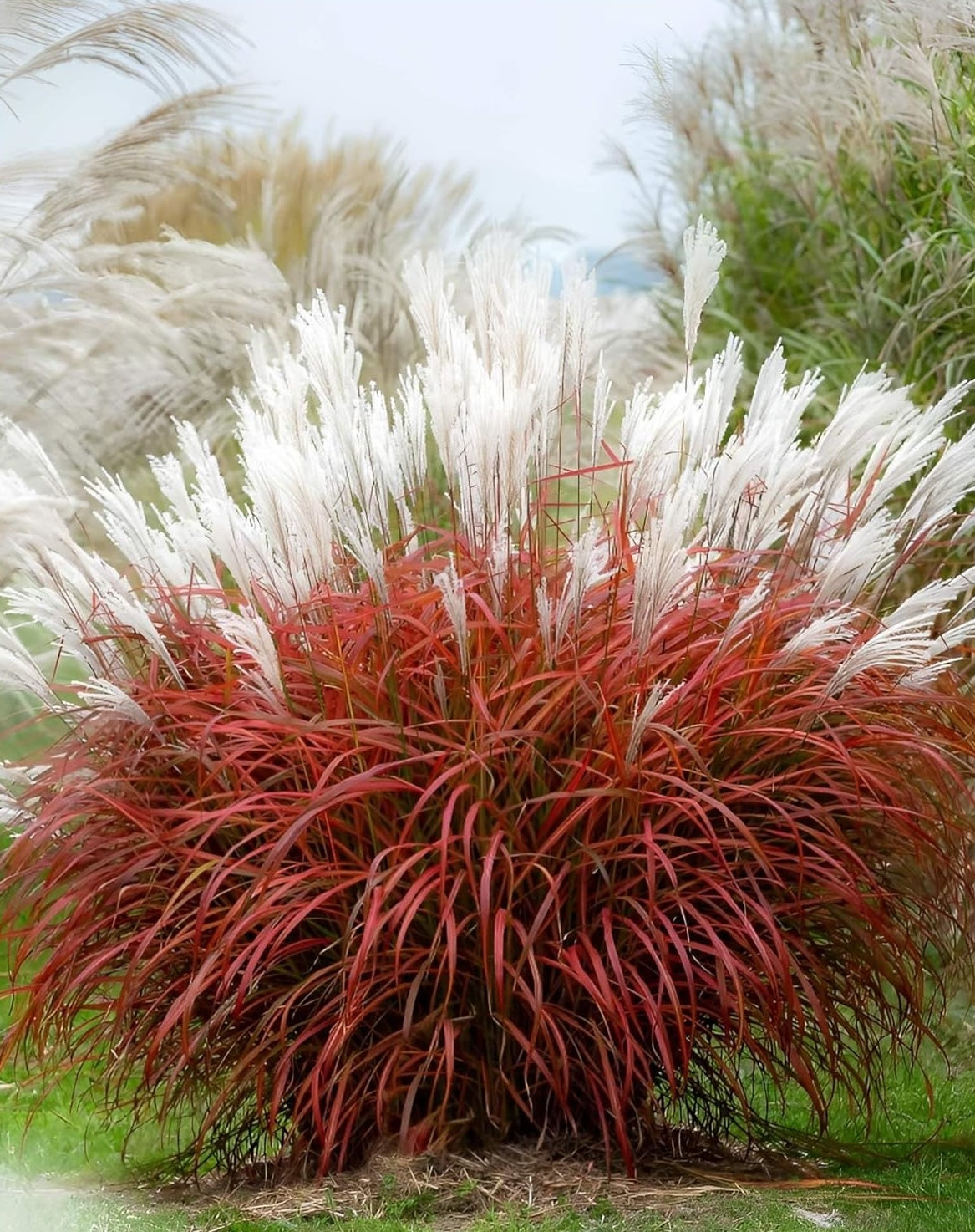 Miscanthus sinensis 'Little Miss' / kleines rotes Chinaschilf