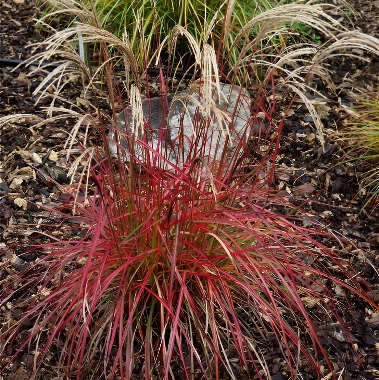Miscanthus sinensis 'Little Miss' / kleines rotes Chinaschilf