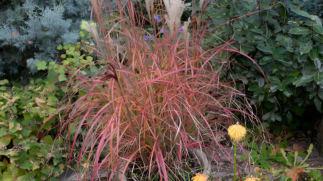 Miscanthus sinensis 'Little Miss' / kleines rotes Chinaschilf