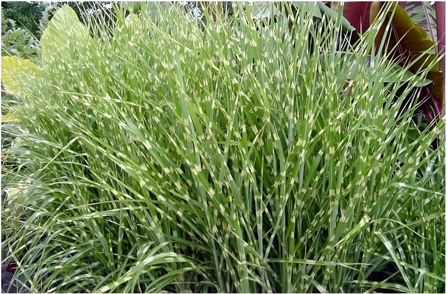 Miscanthus sinensis 'Little Zebra' / kleines Zebraschilf