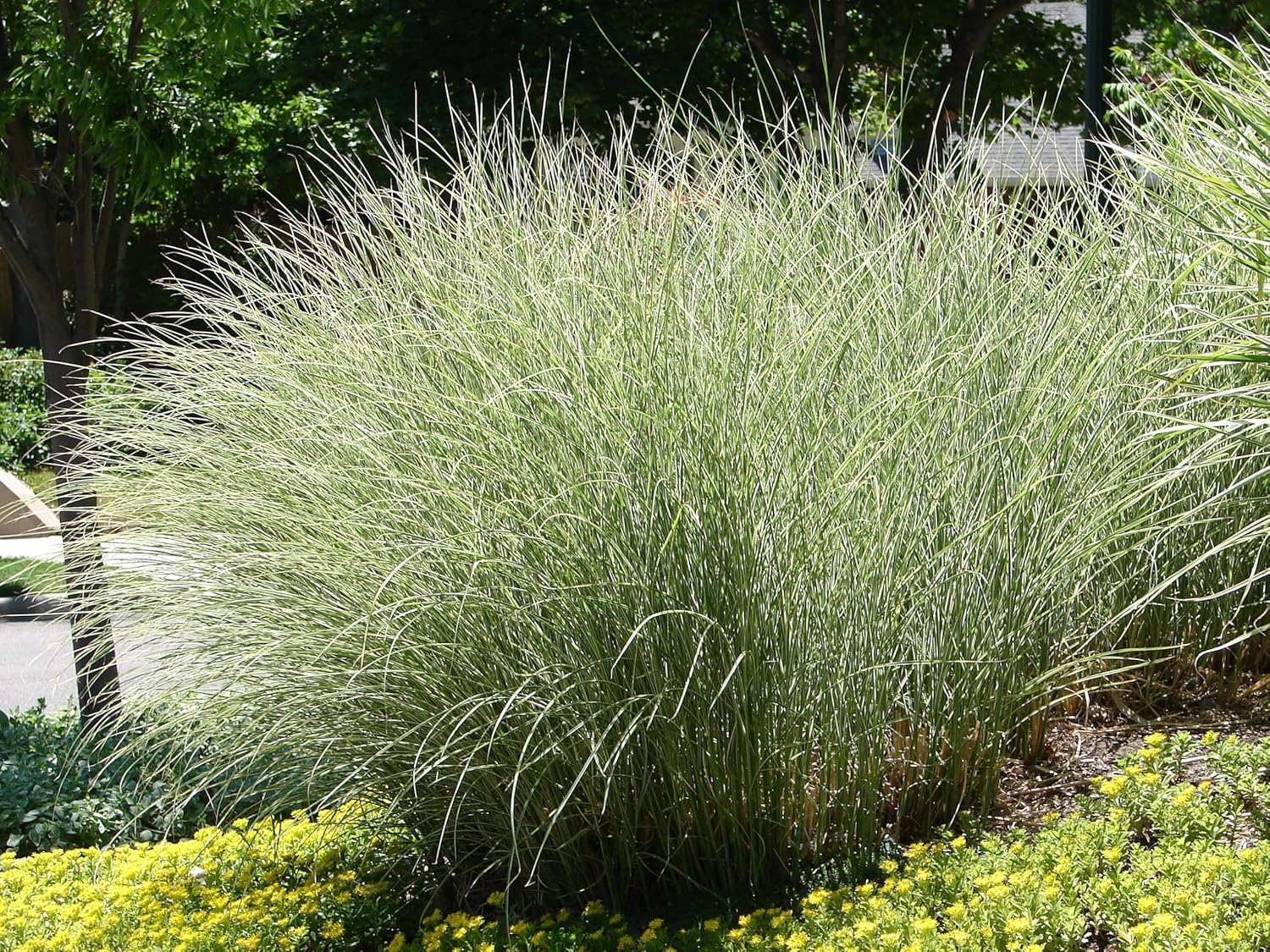 Miscanthus sinensis 'Morning Light' / Buntes Chinaschilf