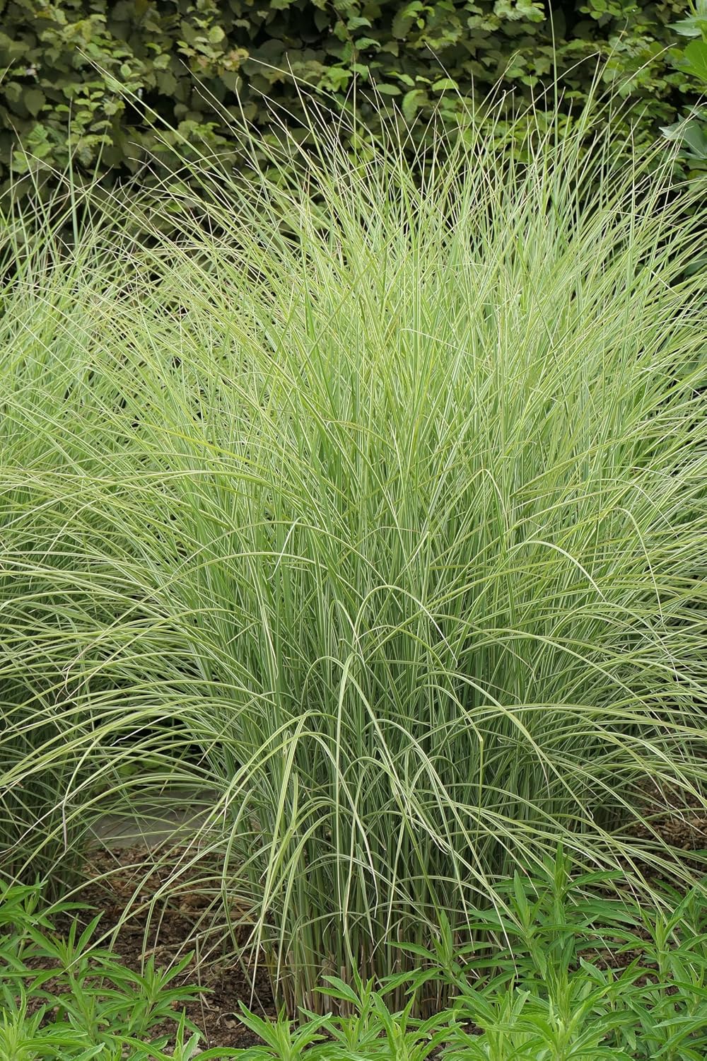 Miscanthus sinensis 'Morning Light' / Buntes Chinaschilf