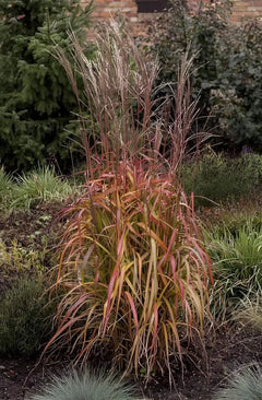 Ziergras Miscanthus sinensis 'Navajo' von Stauden Gänge, mit langen, schilfartigen Blättern in einem Garten.
