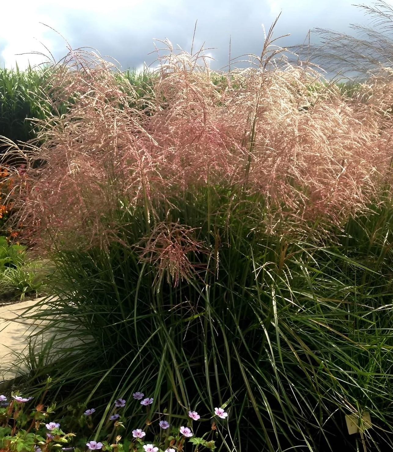 Miscanthus sinensis 'Pink Cloud' / Rosa Chinaschilf
