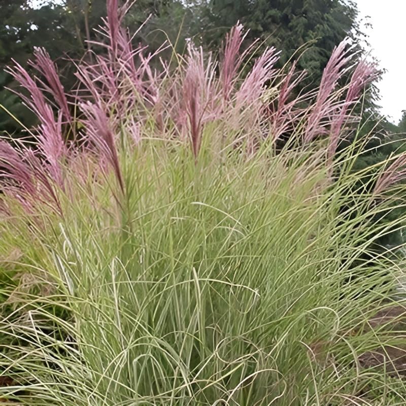 Miscanthus sinensis 'Pink Cloud' / Rosa Chinaschilf