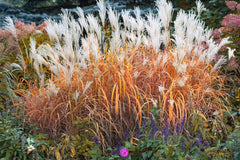 Ziergras Miscanthus sinensis 'Purpurascens' im XXL Topf, Stauden Gänge, mit langen, schmalen bläulich-violett gefärbten Blättern