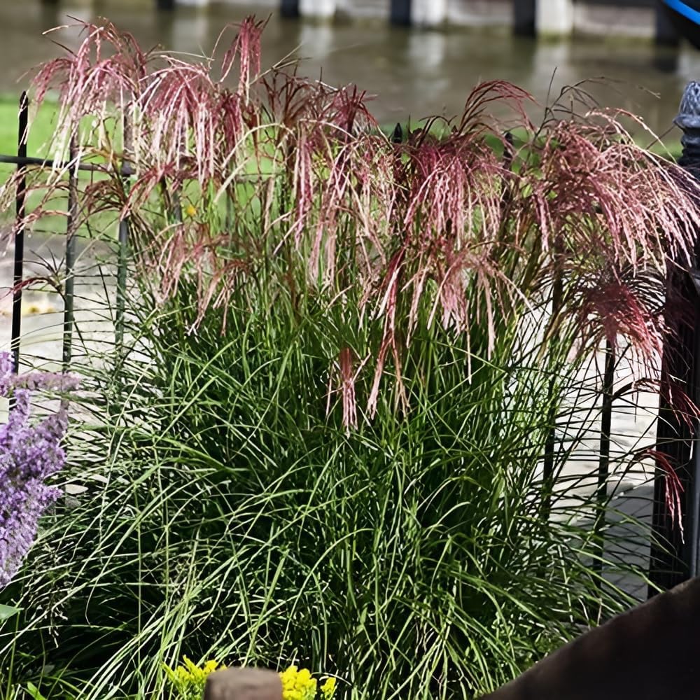 Miscanthus sinensis 'Red Cloud®' / Rotes Chinaschilf