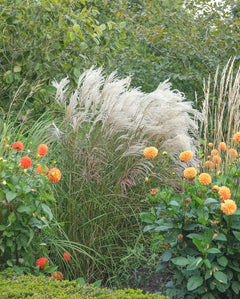 Ziergras Miscanthus sinensis 'Silberfeder' von Stauden Gänge, silbrige, federartige Halme, dekoratives Chinaschilf im Garten