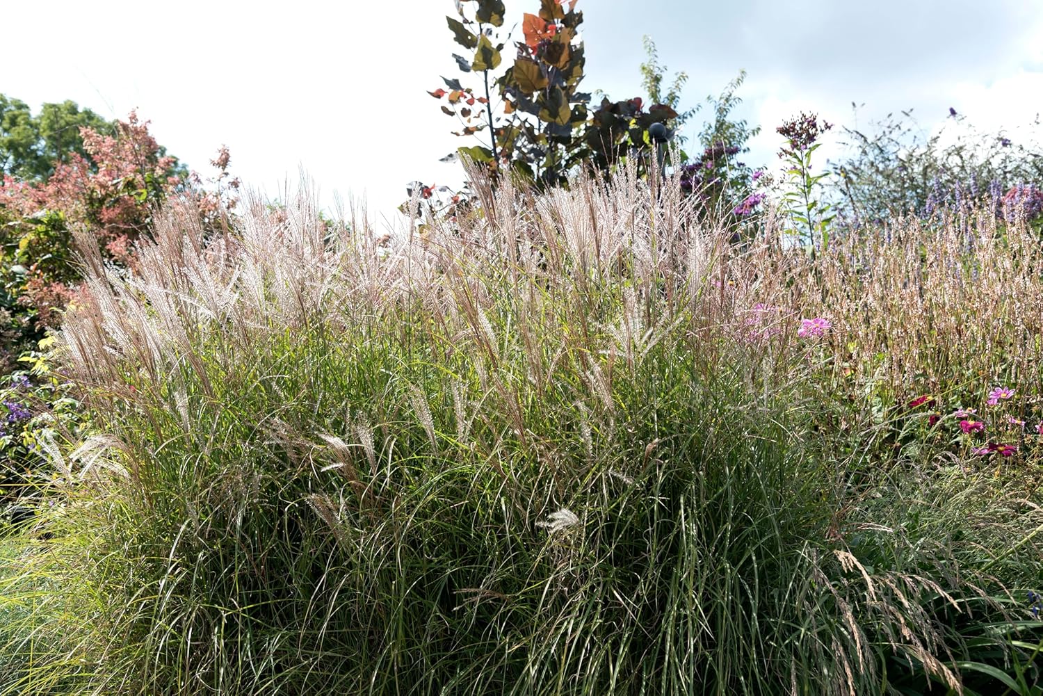 Miscanthus sinensis 'Silberspinne' / Weißes Chinaschilf