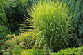 Ziergras Miscanthus sinensis 'Strictus' mit gestreiften Blättern, Stauden Gänge, dekoratives Ziergras für Garten.