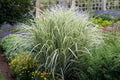 Ziergras Miscanthus sinensis 'Variegatus' mit weißgestreiften Blättern, Stauden Gänge, dekoratives Chinaschilf in Gartenansicht