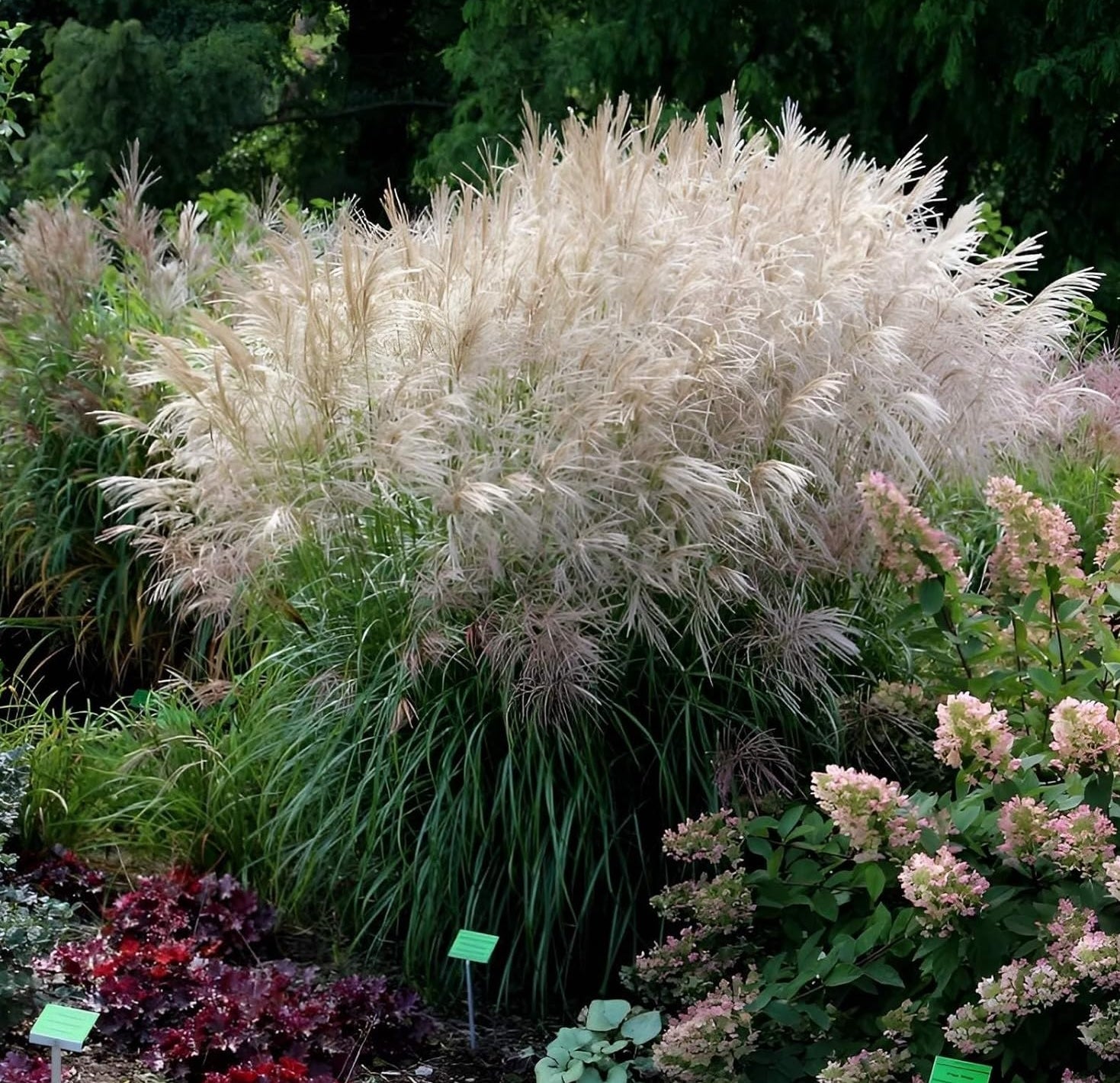 Miscanthus sinensis 'Verneigung' / Weißes Chinaschilf