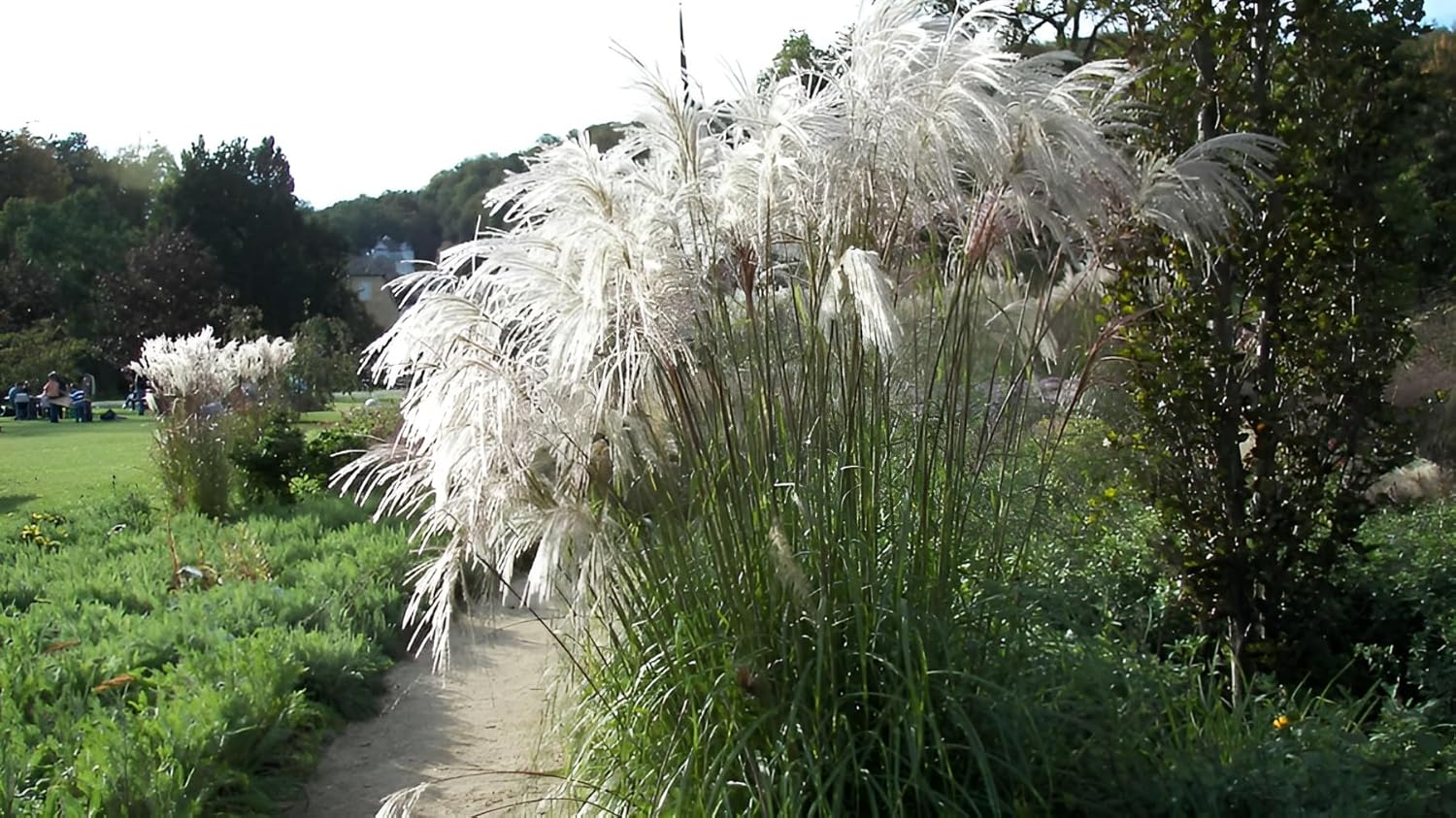 Miscanthus sinensis 'Verneigung' / Weißes Chinaschilf