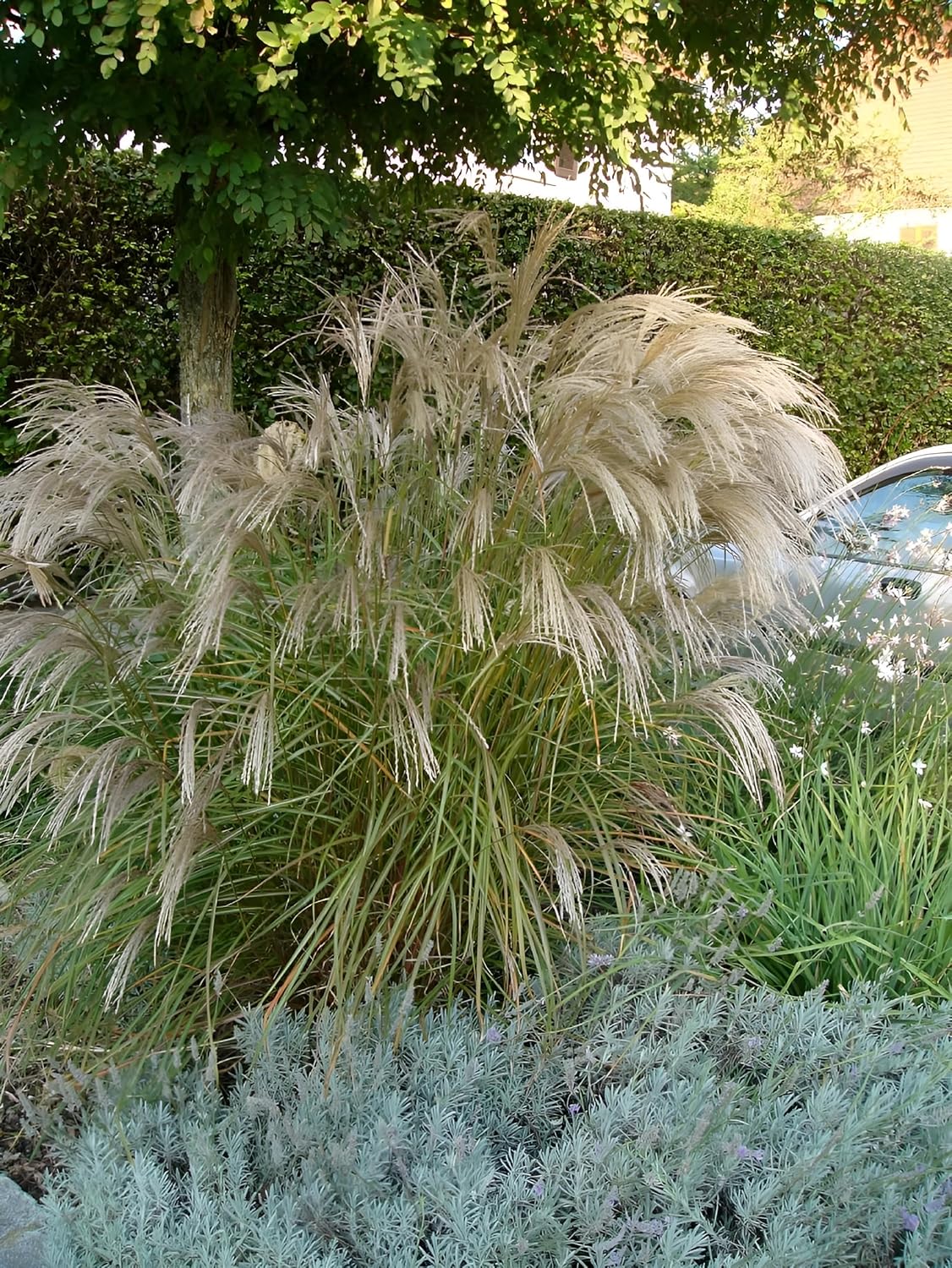 Miscanthus sinensis 'Verneigung' / Weißes Chinaschilf