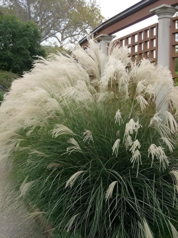 Miscanthus sinensis 'Yaku Jima' / Chinaschilf