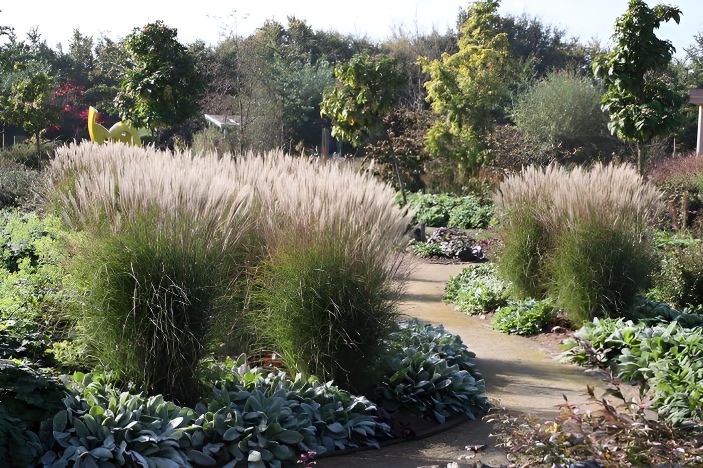 Miscanthus sinensis 'Yaku Jima' / Chinaschilf