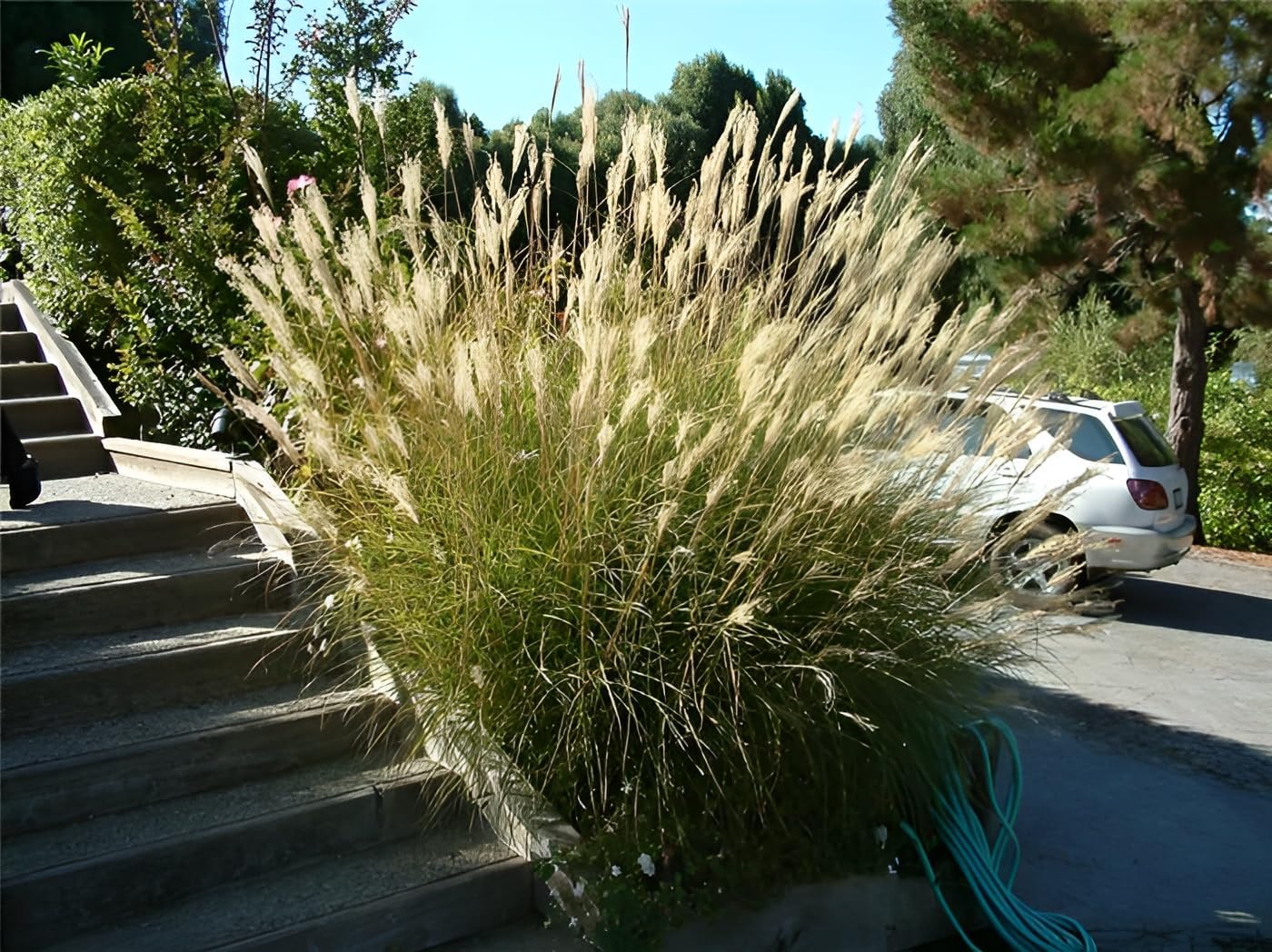 Miscanthus sinensis 'Yaku Jima' / Chinaschilf