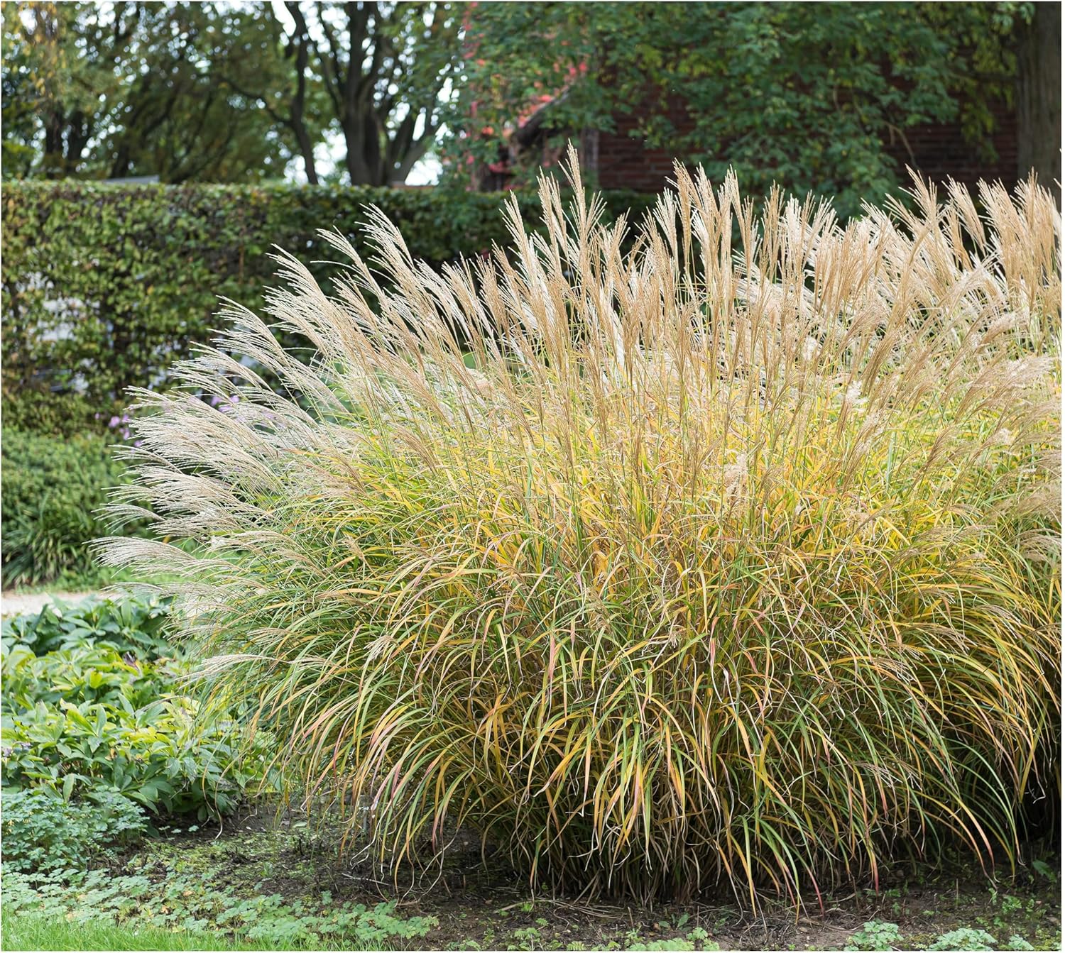Miscanthus sinensis 'Yaku Jima' / Chinaschilf