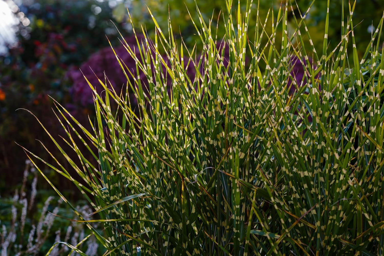 Miscanthus sinensis 'Zebrinus' / Überhängendes Zebra Chinaschilf - XXL Topf