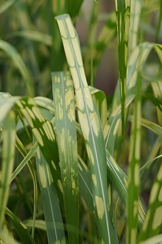 Miscanthus x giganteus 'Aligator'/ Riesen-Chinaschilf - Elefantengras