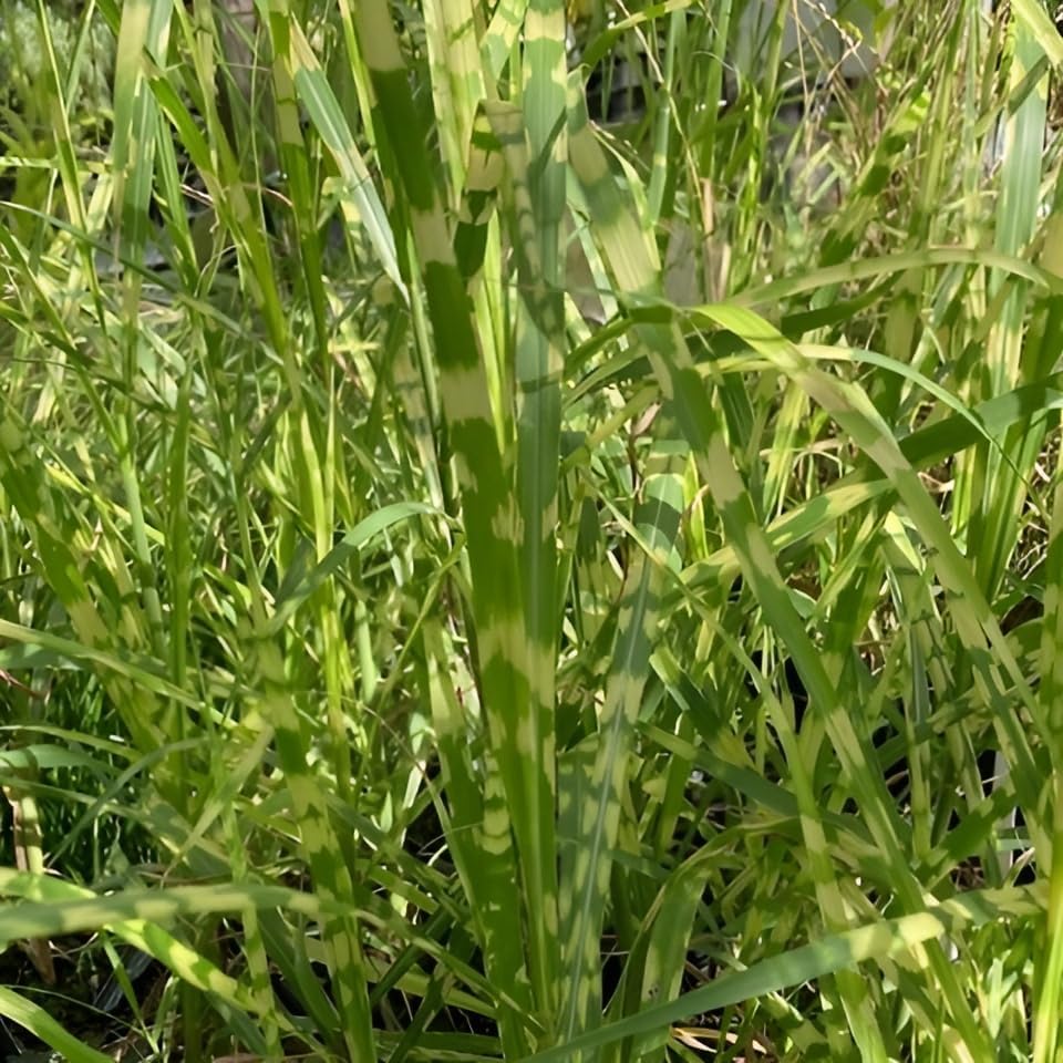 Miscanthus x giganteus 'Aligator'/ Riesen-Chinaschilf - Elefantengras