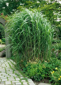 Ziergras Miscanthus x giganteus, Riesenchinaschilf oder Elefantengras, mit hohen, eleganten, silbrig-grünen Blättern.