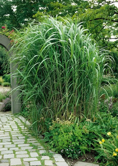 Miscanthus x giganteus, Riesenchinaschilf, Ziergras im XXL Topf, Elefantengras von Stauden Gänge, grünes, hohes Ziergras