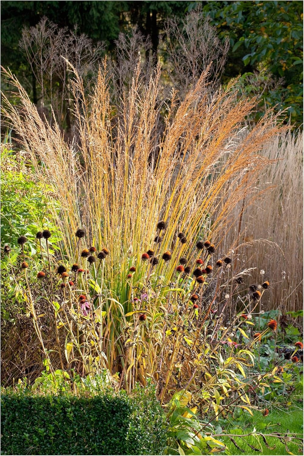 Molinia arundinacea 'Karl Foerster' / Hohes Pfeifengras