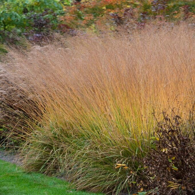 Molinia arundinacea 'Karl Foerster' / Hohes Pfeifengras