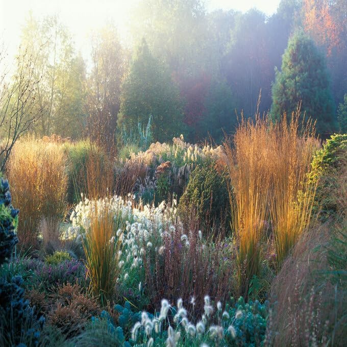 Molinia arundinacea 'Karl Foerster' / Hohes Pfeifengras