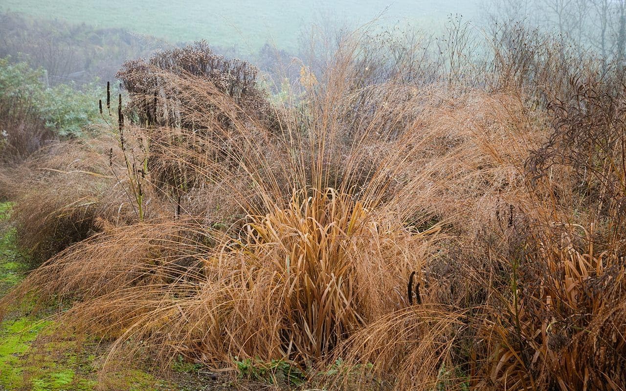 Molinia arundinacea 'Transparent' / Riesen Pfeifengras - XXL Topf