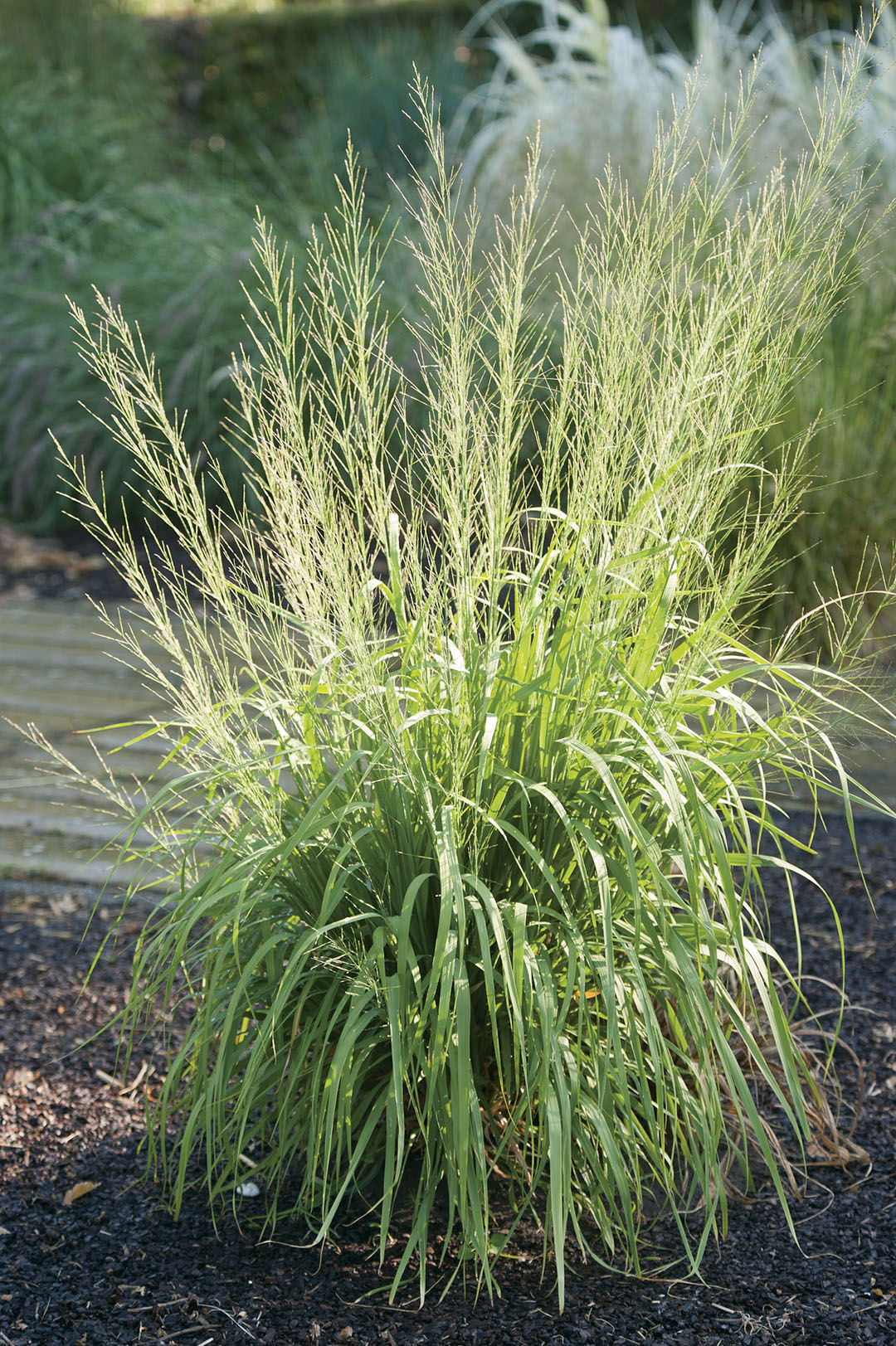Molinia arundinacea 'Transparent' / Riesen Pfeifengras - XXL Topf