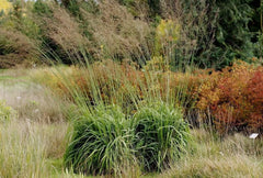 Hohes Pfeifengras Molinia arundinacea 'Windspiel' als Ziergras, grünes, schilfähnliches Blattwerk, in Gartenumgebung.