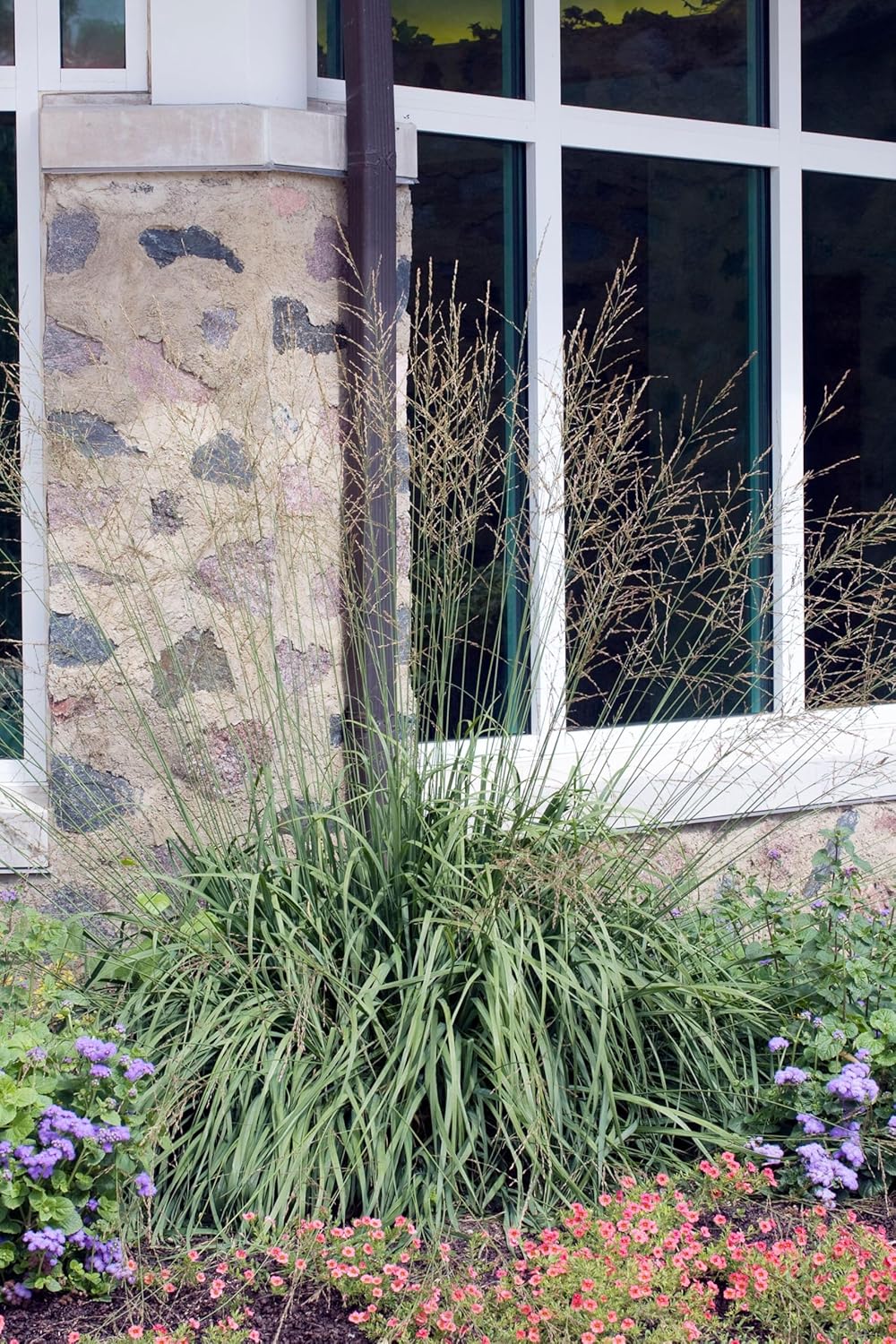 Molinia arundinacea 'Windspiel' / Hohes Pfeifengras