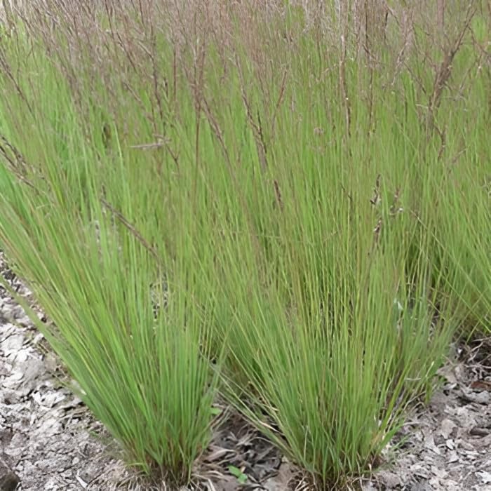 Molinia caerulea 'Edith Dudszus' / Kleines Pfeifengras